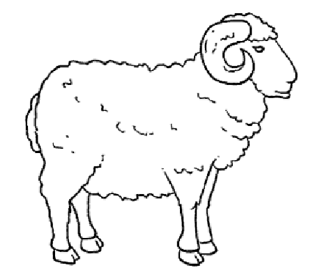 Owce kolorowanki